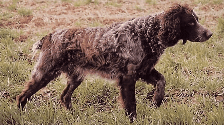 Perro spaniel de pont audemère