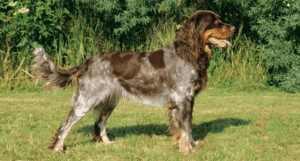 Perro spaniel picardo