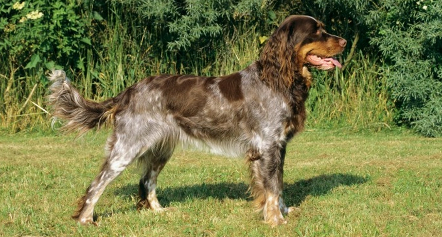 Perro spaniel picardo