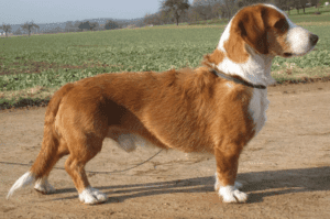 Perro tejonero de westfalia