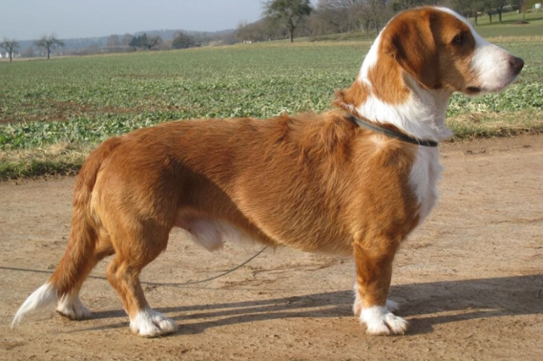 Perro tejonero de westfalia