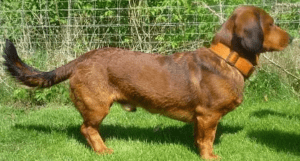 Perro tejonero de los alpes