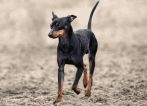 Perro terrier ingles miniatura