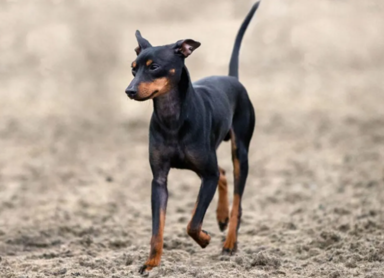 Perro terrier ingles miniatura