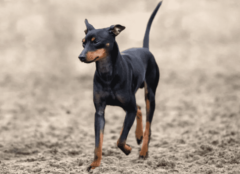 Perro terrier ingles miniatura