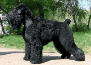 Perro terrier ruso negro