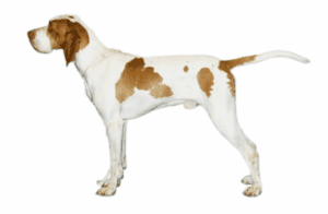 Perro braco de ariège