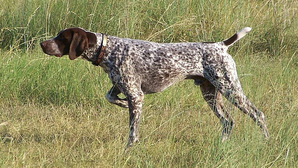 Perro braco de borbón