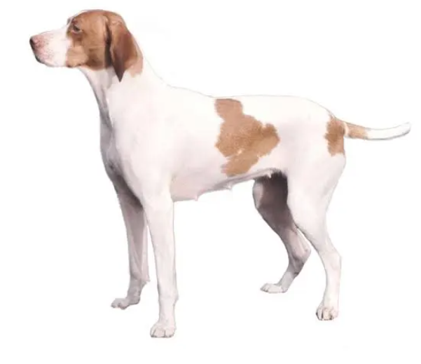 Perro braco de saint germain