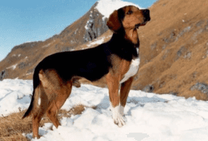 Perro braco tirolés