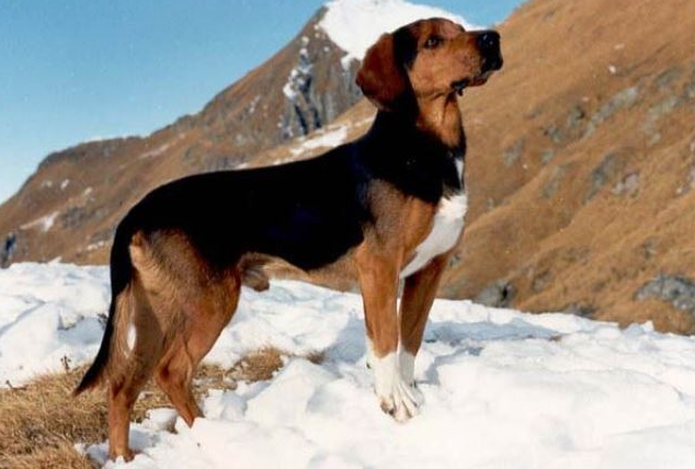 Perro braco tirolés