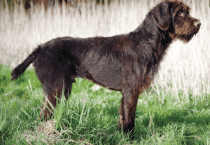 Perro grifón de pelo duro