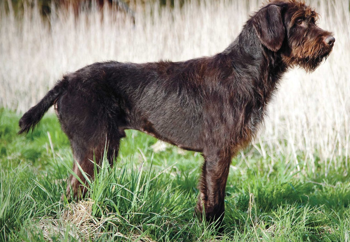 Perro grifón de pelo duro
