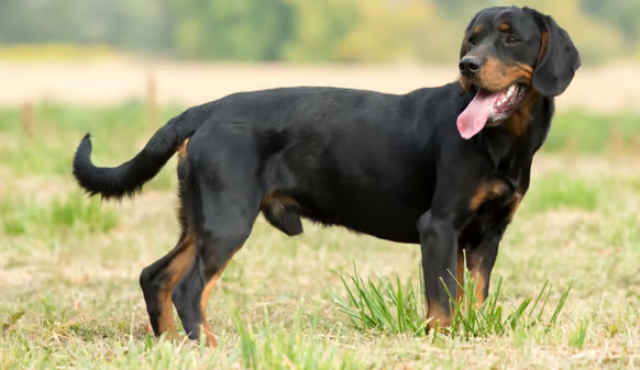 Perro kopov eslovaco