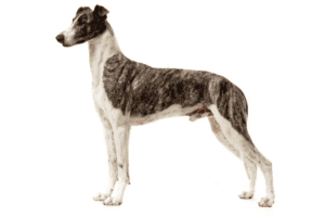 Perro lebrel húngaro