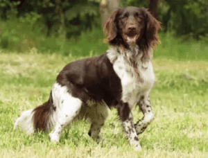 Perro münsterländer pequeño