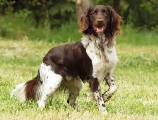 Perro münsterländer pequeño