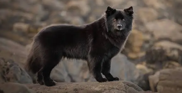 Perro pastor lapón de suecia