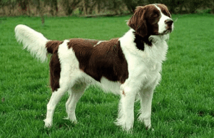 Perro perdiguero de drente