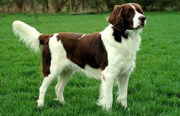 Perro perdiguero de drente