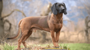 Perro sabueso bávaro de montaña