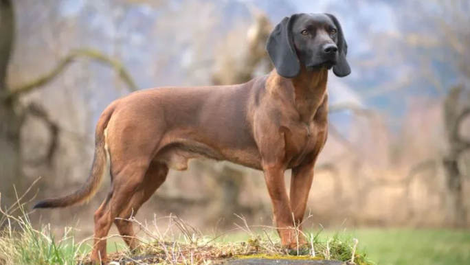 Perro sabueso bávaro de montaña