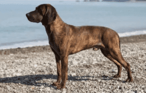 Perro sabueso de hannover