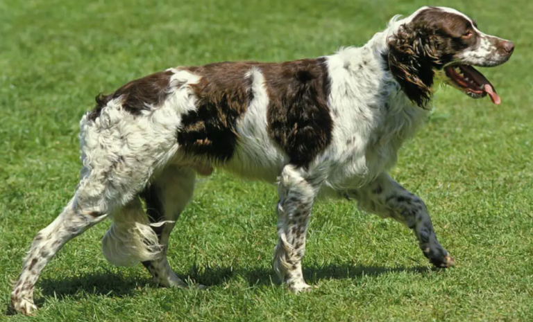 Perro spaniel francés
