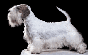 Perro terrier checo