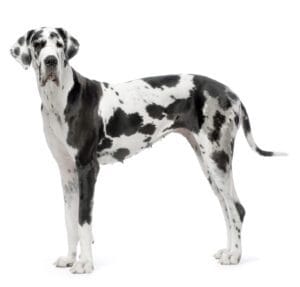 Perro gran danes arlequin
