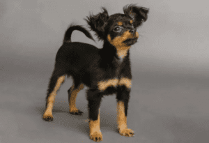Pequeño perro ruso
