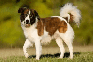 Perro aïdi