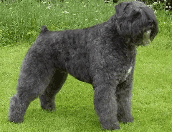 Perro boyero de flandes