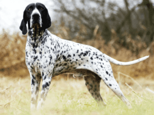 Perro braco de auvernia
