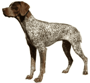 Perro braco francés