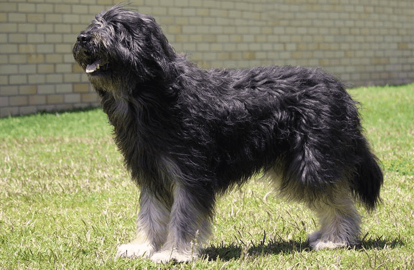 Perro cão da serra de aires