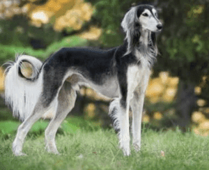 Perro galgo australiano