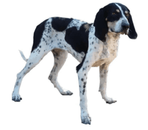 Perro gran sabueso azul de gascuña