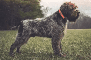 Perro grifón korthals