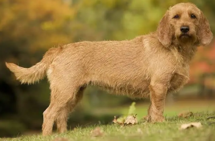 Perro grifón leonado de bretaña