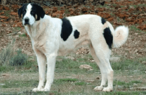 Perro mastín de tras os montes