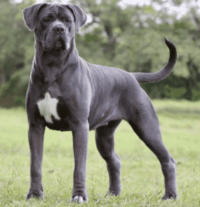 Perro moloso
