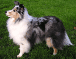 Perro Pastor de las islas Shetland