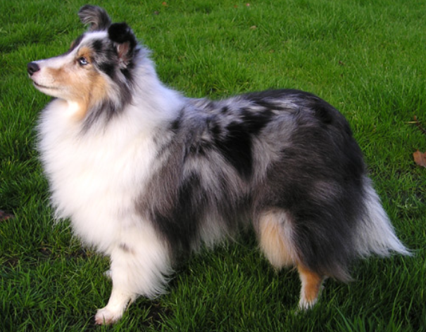 Perro Pastor de las islas Shetland