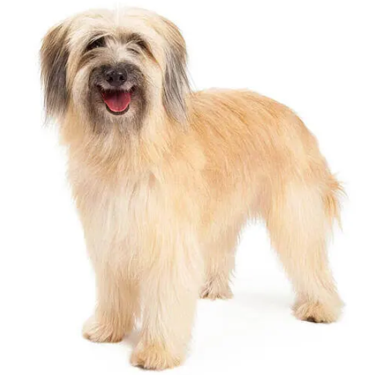 Perro pastor de los pirineos