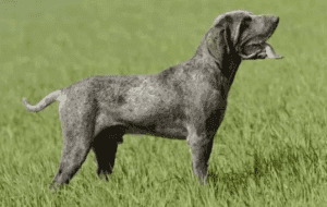 Perro perdiguero de burgos