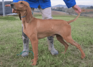 Perro sabueso italiano