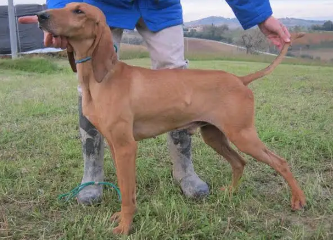 Perro sabueso italiano