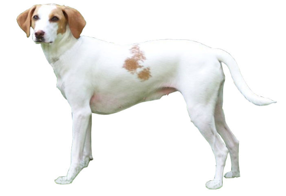 Perro sabueso de istria de pelo corto