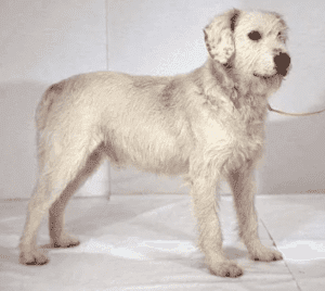 Perro sabueso de istria de pelo duro